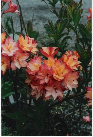 Blue Mountain Double Azalea